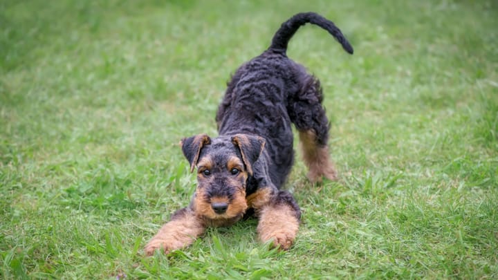 Zdjęcie: dorosły pies rasa Airedale terrier