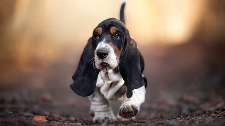 Zdjęcie: dorosły pies rasa Basset hound