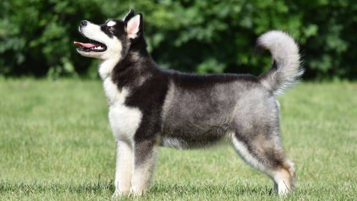 Foto: cane adulto di razza Alaskan Malamute