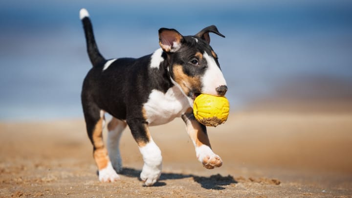 Photo : chien adulte de race Bull Terrier