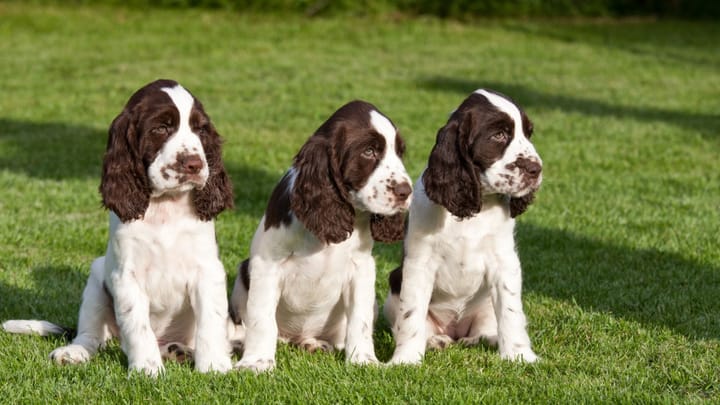 Zdjęcie: dorosły pies rasa Springer spaniel angielski