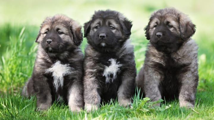 Foto: erwachsener Hund der Rasse Kaukasischer Owtscharka