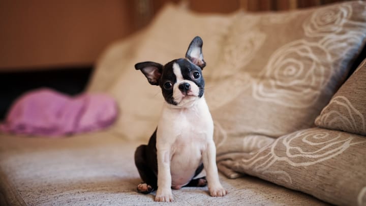 Foto: erwachsener Hund der Rasse Boston Terrier