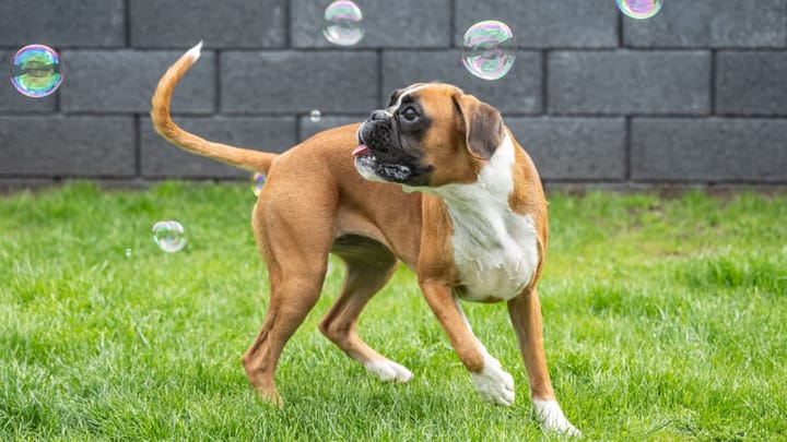 Foto: erwachsener Hund der Rasse German Boxer
