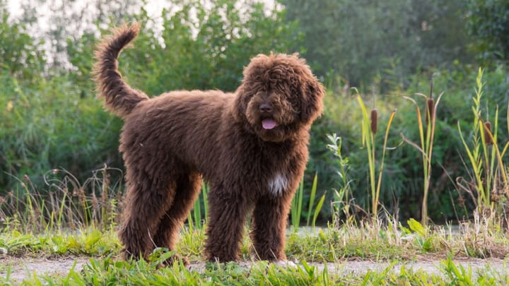 Photo : chien adulte de race Barbet