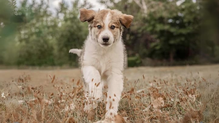 Photo : chien adulte de race Berger de l'Atlas