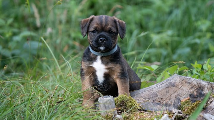 Foto: erwachsener Hund der Rasse Border Terrier