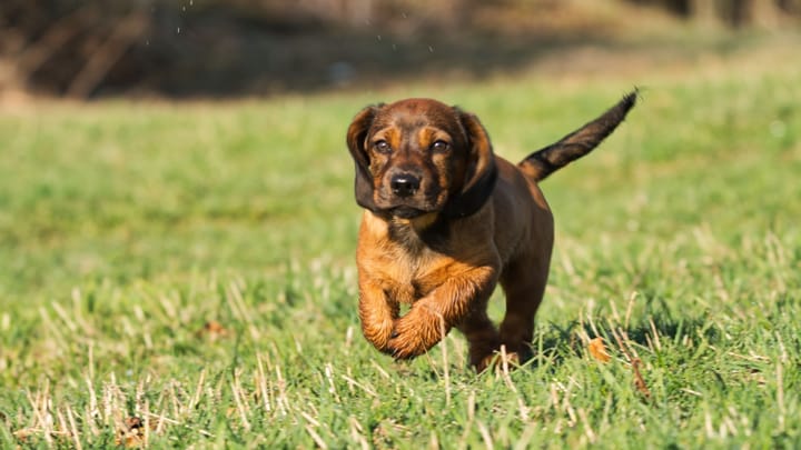 Photo : chien adulte de race Basset des Alpes