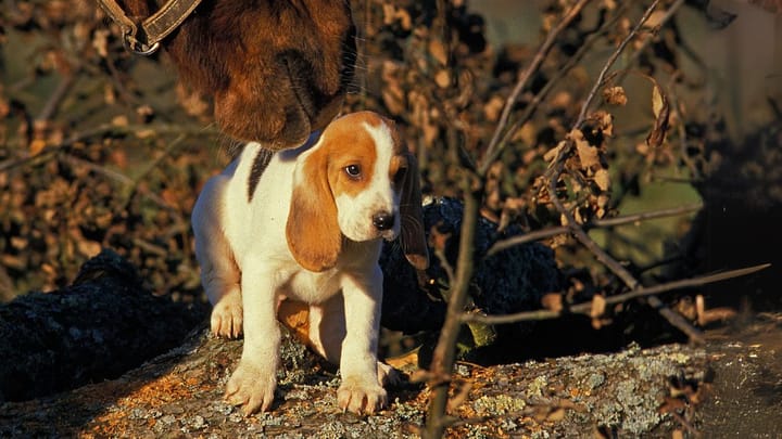 Photo: adult dog of Artois Hound breed