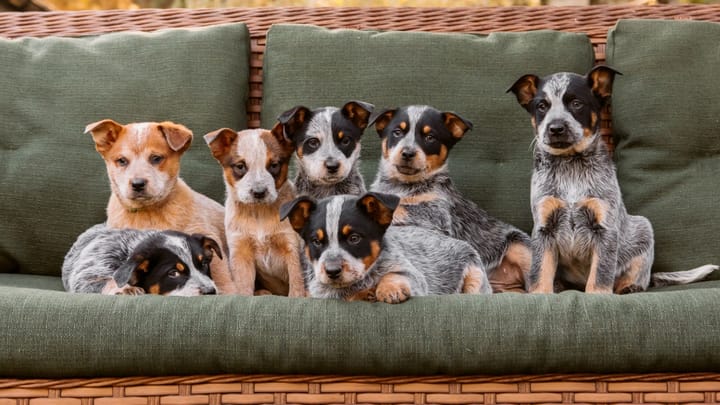 Foto: cane adulto di razza Australian Cattle Dog