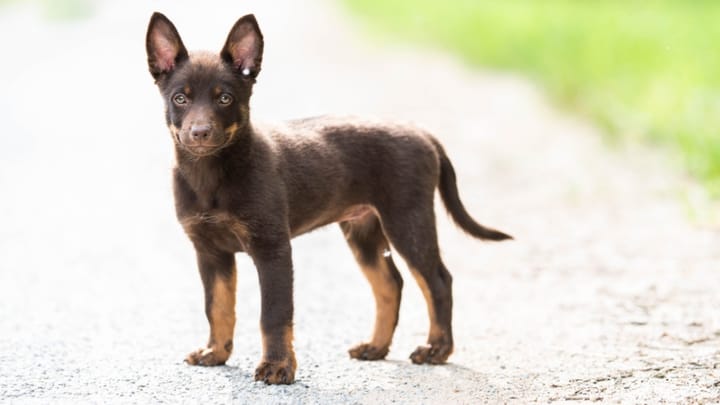 Foto: cane adulto di razza Cane da pastore australiano (Kelpie)