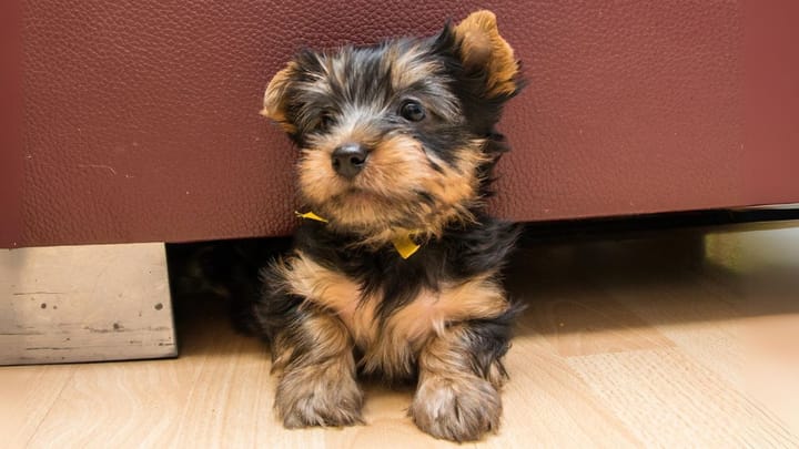 Foto: cane adulto di razza Australian Silky Terrier