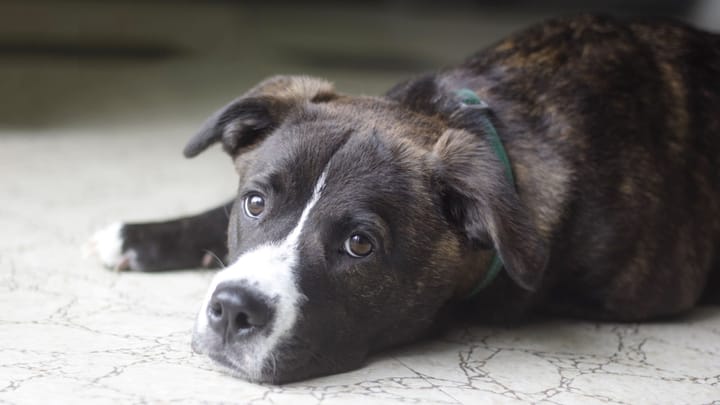 Foto: cane adulto di razza Boxador