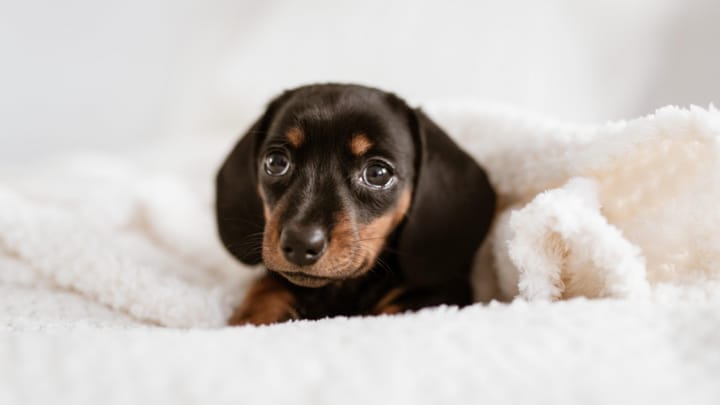 Foto: erwachsener Hund der Rasse Brandlbracke