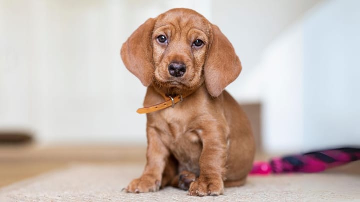 Foto: cane adulto di razza Basset Fauve de Bretagne