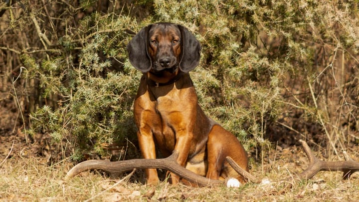 Foto: cane adulto di razza Segugio bavarese da montagna (Bayerischer Gebirgsschweisshund)