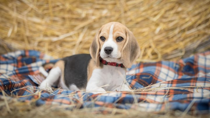 Photo : chien adulte de race Beagle-Harrier