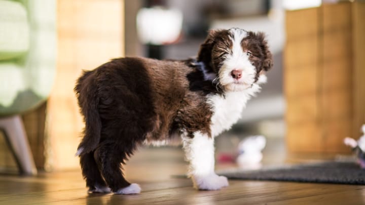 Foto: cane adulto di razza Bearded Collie