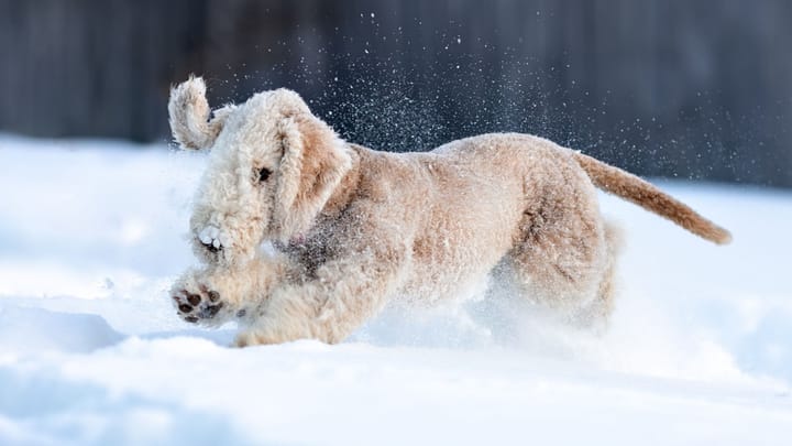 Foto: erwachsener Hund der Rasse Bedlington Terrier