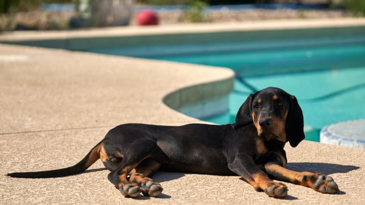 Foto: cane adulto di razza Black and Tan Coonhound
