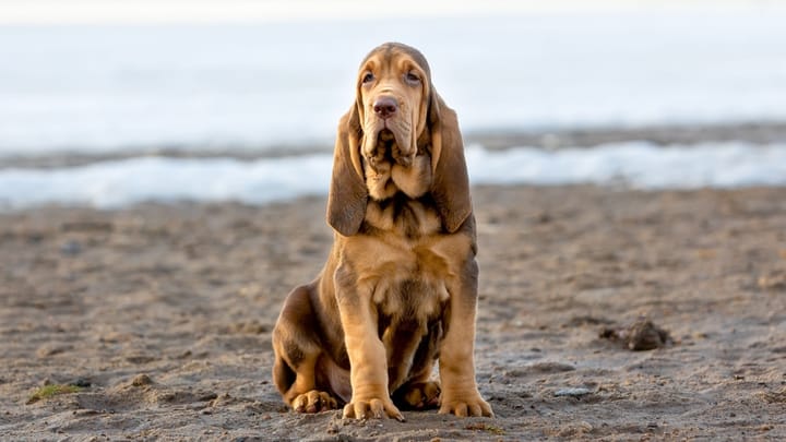 Foto: erwachsener Hund der Rasse Bloodhound