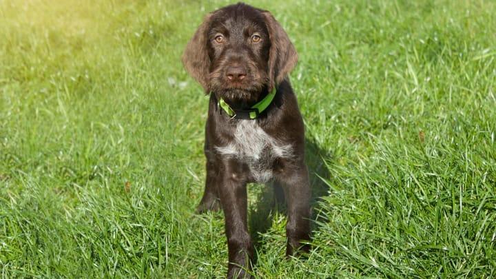 Foto: volwassen hond ras Cesky Fousek