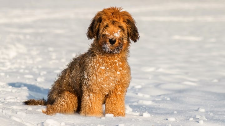 Foto: erwachsener Hund der Rasse Briard