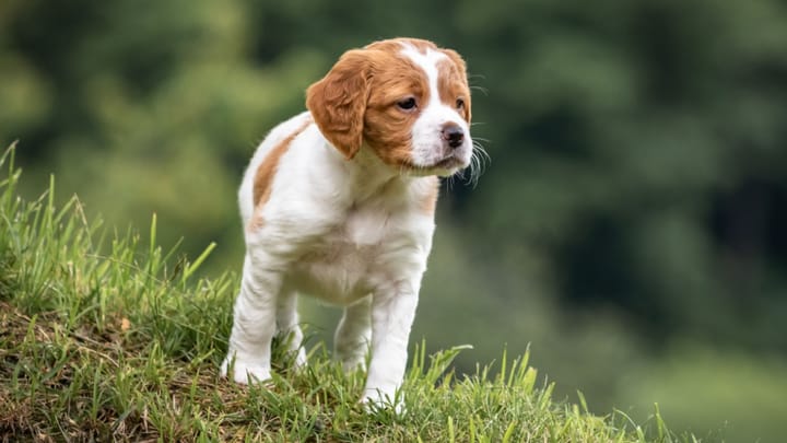 Foto: cane adulto di razza Epagneul Breton