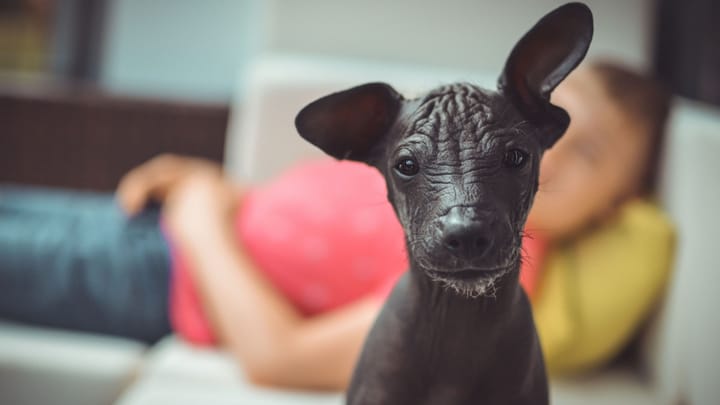 Foto: volwassen hond ras Peruaanse naakthond