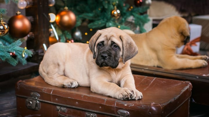 Foto: erwachsener Hund der Rasse Bullmastiff