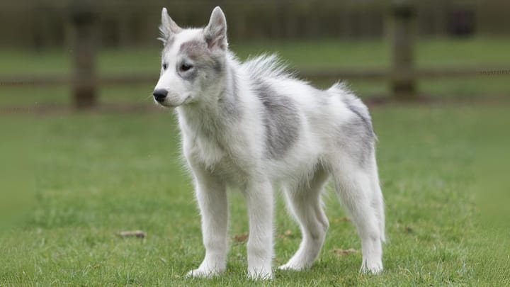 Photo : chien adulte de race Esquimau canadien