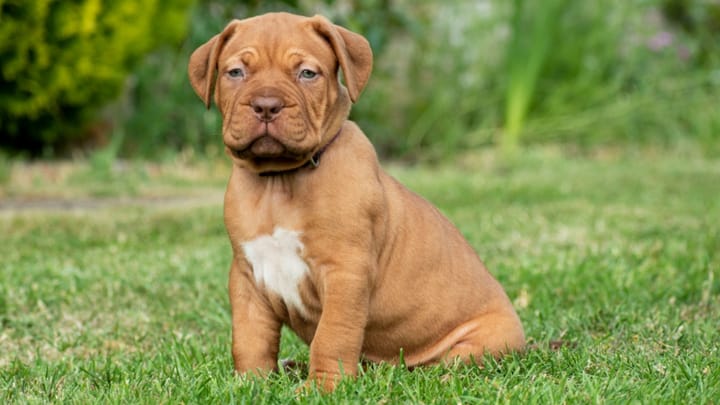 Foto: volwassen hond ras Bordeauxdog
