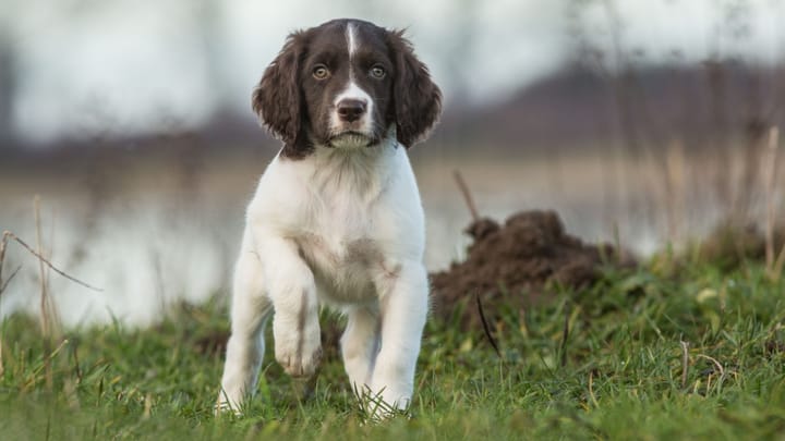 Photo : chien adulte de race Épagneul à perdrix de Drente