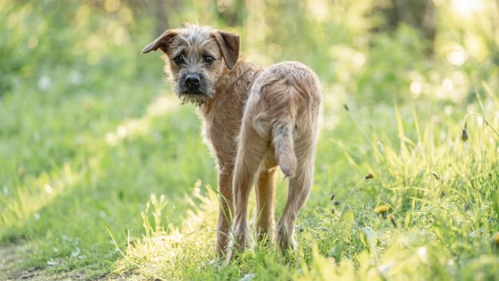 Foto: volwassen hond ras Hollandse Smoushond