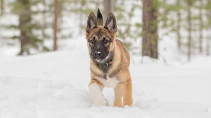 Photo : chien adulte de race Laïka de Sibérie orientale
