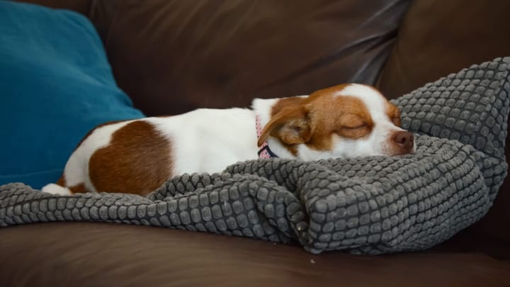 Photo : chien adulte de race Jack Chi