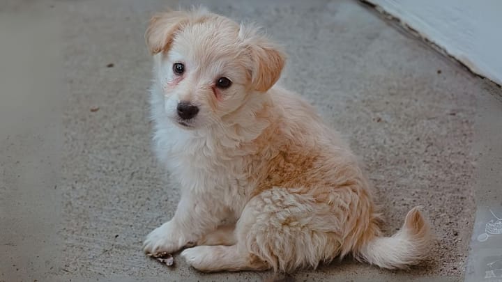 Foto: erwachsener Hund der Rasse Pomapoo