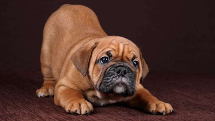 Zdjęcie: dorosły pies rasa Bulldog kontynentalny