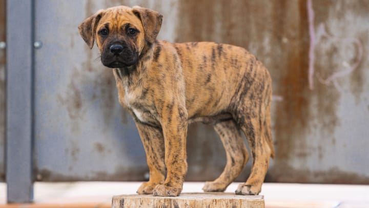 Photo : chien adulte de race Alano Espagnol
