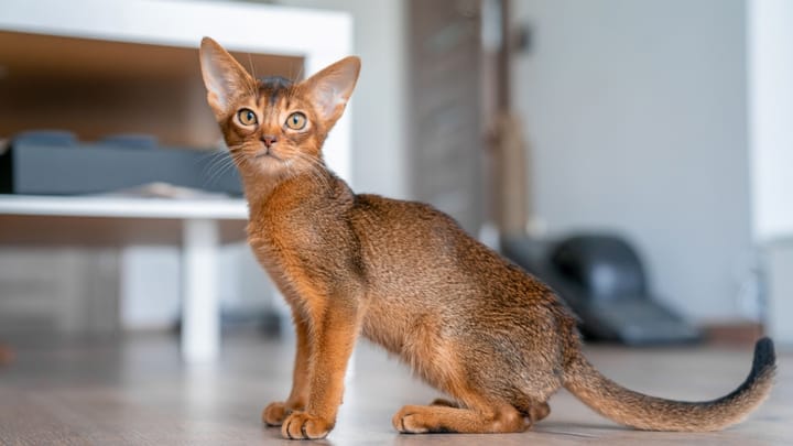 Foto: volwassen kat ras Abessijn