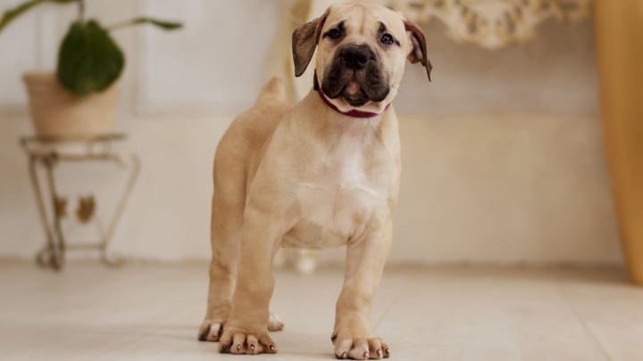 Photo: adult dog of Boerboel breed