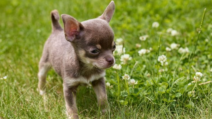 Foto: cane adulto di razza Chihuahua