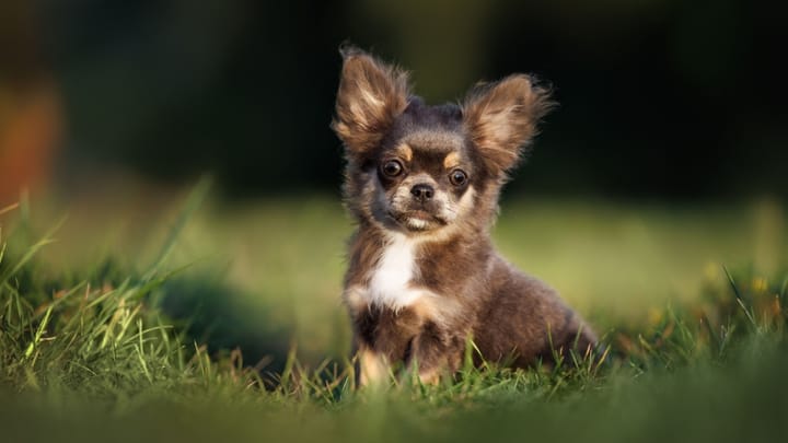 Photo : chien adulte de race Chihuahua à poils longs