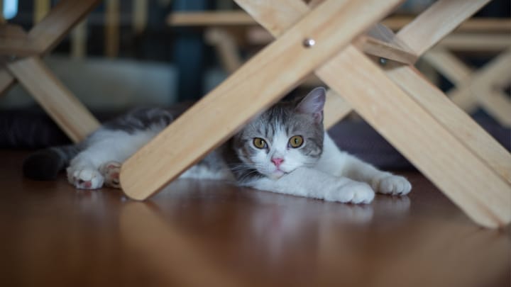 Foto: volwassen kat ras American Wirehair