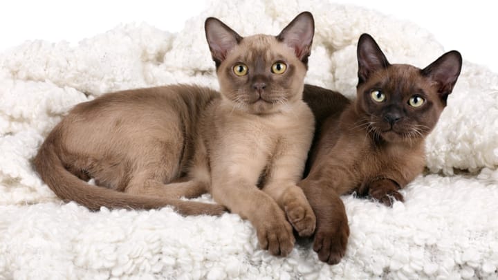 Foto: erwachsene Katze der Rasse Burma Katze