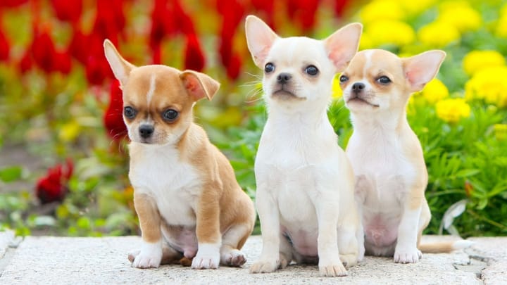 Photo: adult dog of Chihuahua à poils court breed