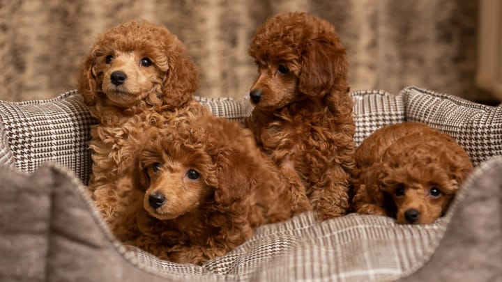 Foto: erwachsener Hund der Rasse Toypudel