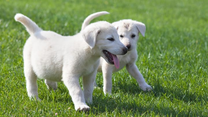 Photo : chien adulte de race Akbash