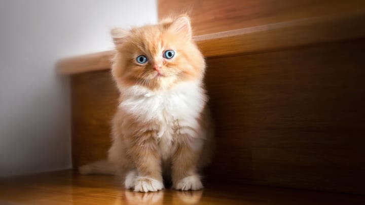 Photo : chat adulte de race Persan