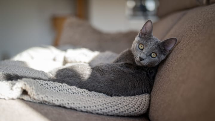 Foto: volwassen kat ras Blauwe rus